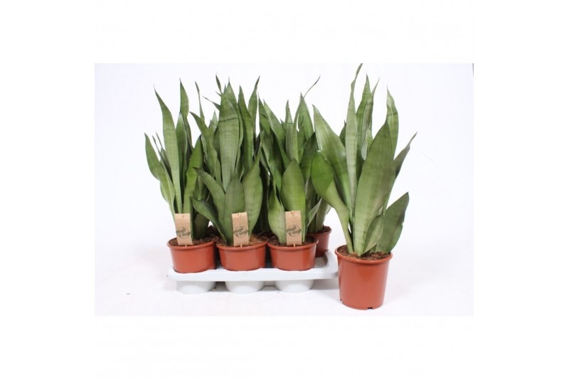 Sansevieria trifasciata moonshine 