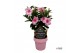 Mandevilla sundaville double blush pink Mandevilla Sundaville Double B 