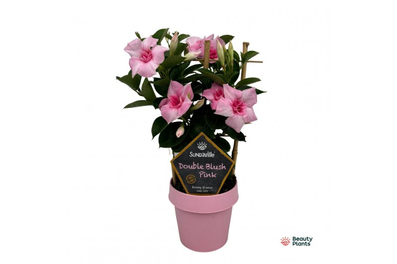 Mandevilla sundaville double blush pink Mandevilla Sundaville Double B 