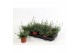 Diascia mix 