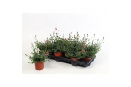Diascia mix
