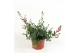 Diascia mix 