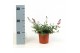 Diascia mix 