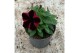 Petunia sweetunia fiona flash Petunia Go!Tunia Cosmic Pink 