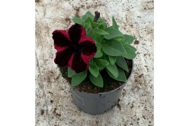 Petunia sweetunia fiona flash Petunia Go!Tunia Cosmic Pink