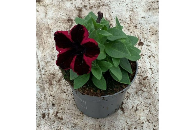Petunia sweetunia fiona flash Petunia Go!Tunia Cosmic Pink Petunia sweetunia fiona flash Petunia Go!Tunia Cosmic Pink