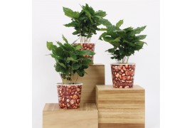 Coffea arabica in beker koffiebonen