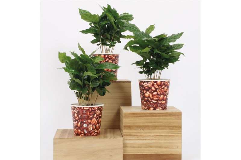 Coffea arabica in beker koffiebonen 