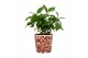 Coffea arabica in beker koffiebonen 
