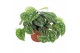 Scindapsus Scandens Pictus 