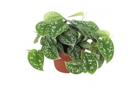 Scindapsus Scandens Pictus