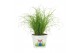 Cyperus alternifolius zumula Cyperus Zumula 12cm - Bedrukte Kweekpot 