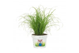 Cyperus alternifolius zumula Cyperus Zumula 12cm - Bedrukte Kweekpot