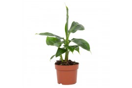 Musa tropicana