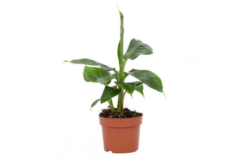 Musa tropicana 