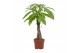 Pachira aquatica Pachira Aquatica 12cm 5 pp 