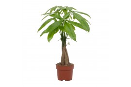 Pachira aquatica Pachira Aquatica 12cm 5 pp