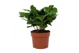 Coffea arabica