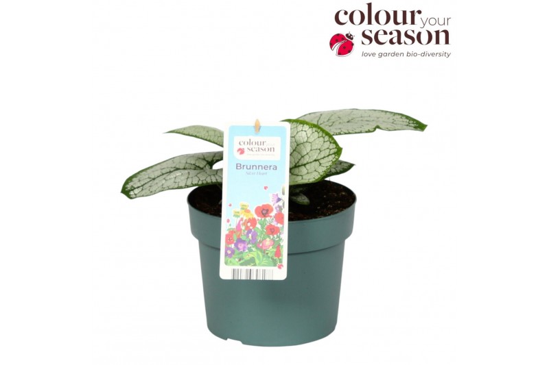 Brunnera macrophylla Silver Heart 