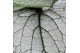 Brunnera macrophylla Silver Heart 