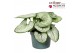 Brunnera macrophylla Silver Heart 
