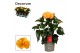 Hibiscus rosa-sinensis jazz Decorum oranje dubbelbloemig 