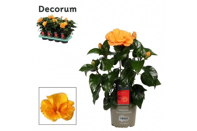 Hibiscus rosa-sinensis jazz Decorum oranje dubbelbloemig 