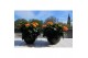 Hibiscus rosa-sinensis jazz Decorum oranje dubbelbloemig 