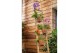 Vanda mix 0153 in terracotta hang mix 