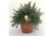 Rosmarinus prostratus officinalis 