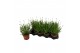 Lavandula aromance white Lavandula ang. Aromance White 