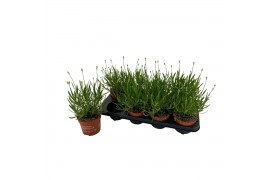Lavandula aromance white Lavandula ang. Aromance White