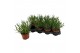 Lavandula aromance white Lavandula ang. Aromance White 
