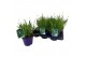 Lavandula aromance white Lavandula ang. Aromance White 