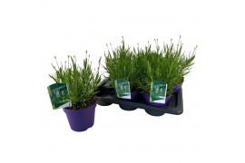 Lavandula aromance white Lavandula ang. Aromance White