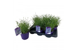 Lavandula angustifolia essence purple Lavandula ang. Essence Purple