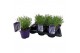 Lavandula angustifolia essence purple Lavandula ang. Essence Purple 