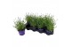 Lavandula angustifolia essence purple Lavendel Essence Purple P12 