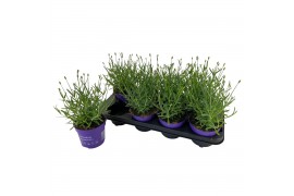 Lavandula angustifolia essence purple Lavendel Essence Purple P12