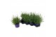Lavandula havanna dark Lavendula ang. Havanna 