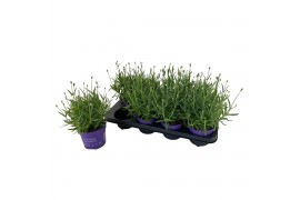 Lavandula havanna dark Lavendula ang. Havanna