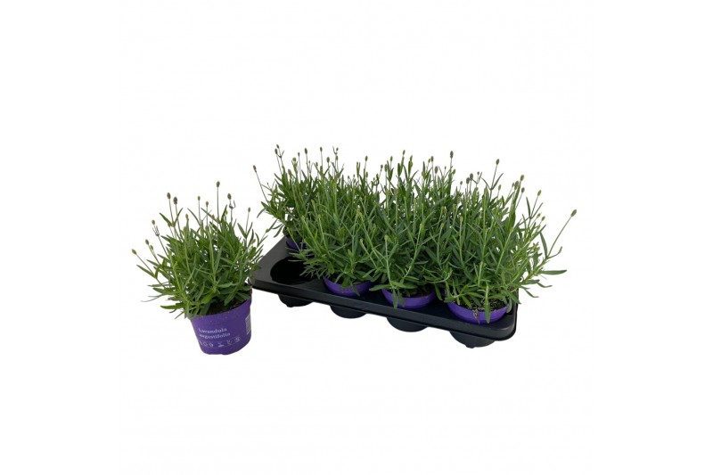 Lavandula havanna dark Lavendula ang. Havanna 