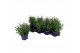 Lavandula havanna dark Lavendula ang. Havanna 