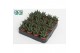 Haworthia Margaritifera 