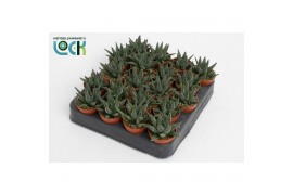 Haworthia Margaritifera