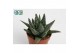 Haworthia Margaritifera 