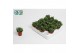 Adromischus cristatus 
