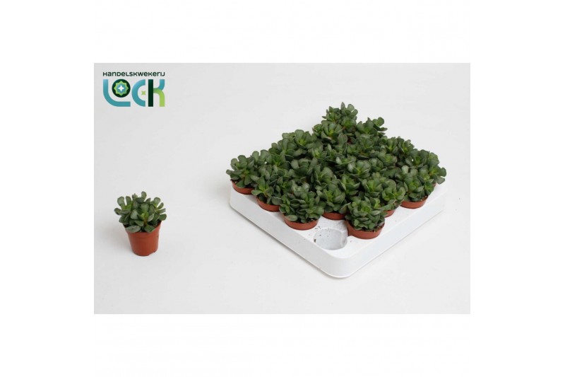 Adromischus cristatus 