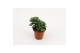 Adromischus cristatus 