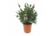 Callistemon citrinus splendens laevis 